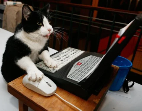 Eine schwarz-weiße Katze sitzt vor einem aufgeklappten Laptop
