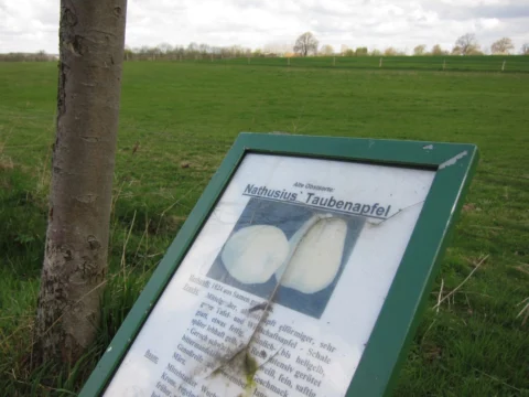 Eine Informationstafel zur Apfelsorte „Taubenapfel“ am Wegrand vor einer Wiese