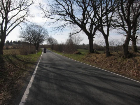 Eine Allee mit kahlen Bäumen, in der Ferne ein Radfahrer