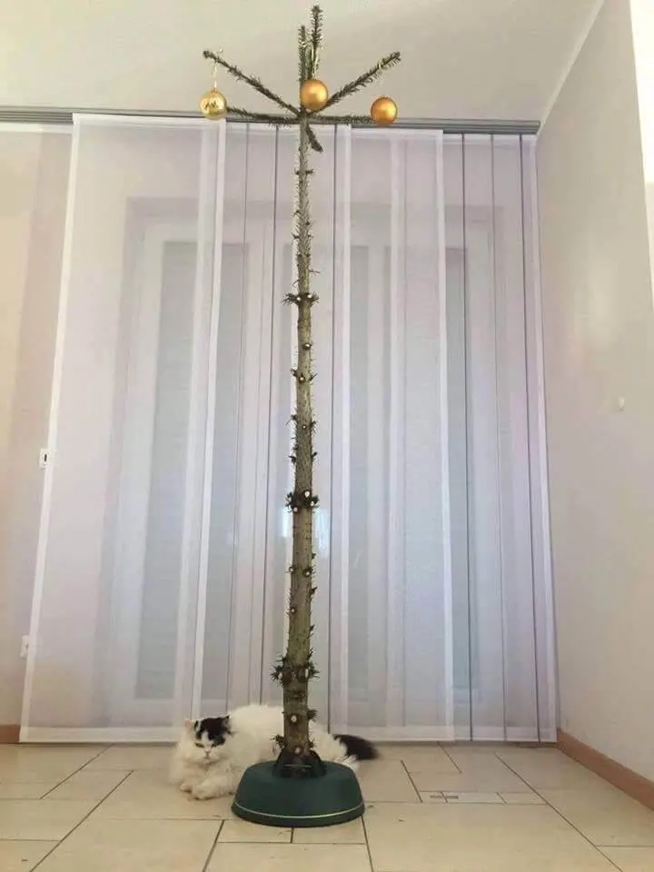 Ein kahler, mit Kugeln behängter Weihnachtsbaum vor einem Vorhang, davor liegt ein Hund