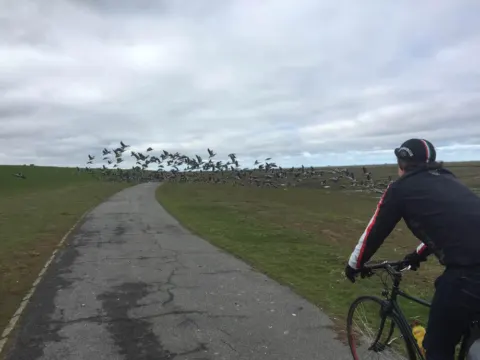 Ein Radfahrer auf einem Deichweg, davor fliegt ein Schwarm Gänse auf
