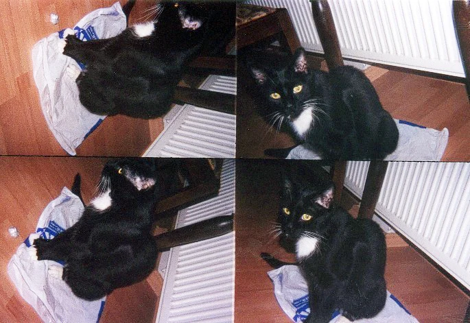 Vier Aufnahmen einer schwarzen Katze, die es sich vor der Heizung bequem macht
