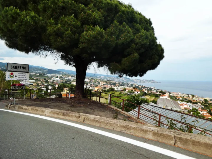 Eine Pinie am Straßenrand oberhalb der Bucht von Sanremo, im Hintergrund das Meer