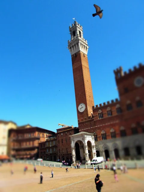Der Torre del Mangia über der Piazza del Campo in Siena, darüber fliegt eine Taube