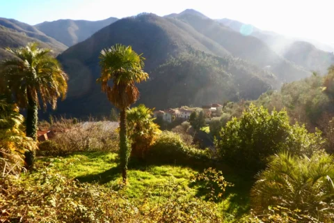 Blick über bewaldete ligurische Bergrücken, im Vordergrund Palmen, in der Senke ein Dorf im Gegenlicht