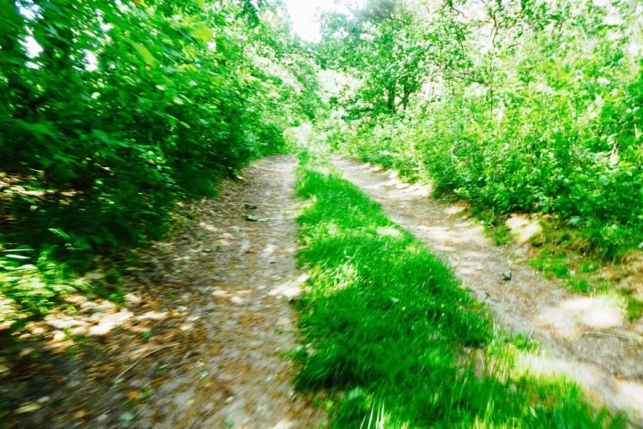 Aus der Fahrt aufgenommener Waldweg mit Grasstreifen in der Mitte, die Ränder verwischt