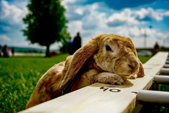 Ein Widderkaninchen liegt mit angelegten Ohren auf einer Holzbank, dahinter eine Wiese