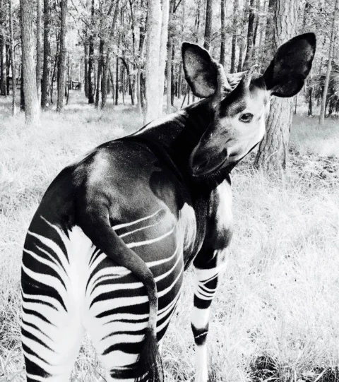 Ein Okapi im Wald, schwarzweiß — Vorderkörper dunkel, die Hinterbeine gestreift