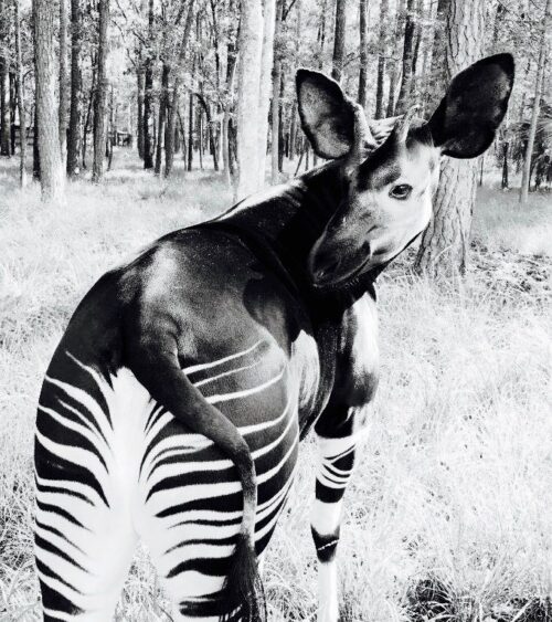 Okapi in schwarz/weiß als Illustration zum Urban-Bike Scott Metrix 20 EQ bei at Fahrräder, deinem Fahrradladen in Lübeck mit Liebe zum Radfahren, Rennrad, Gravel-Bike und Fahrradwerkstatt - © StephanieRutan, CC BY-SA 4.0 <https-//creativecommons.org/licenses/by-sa/4.0>, via Wikimedia Commons