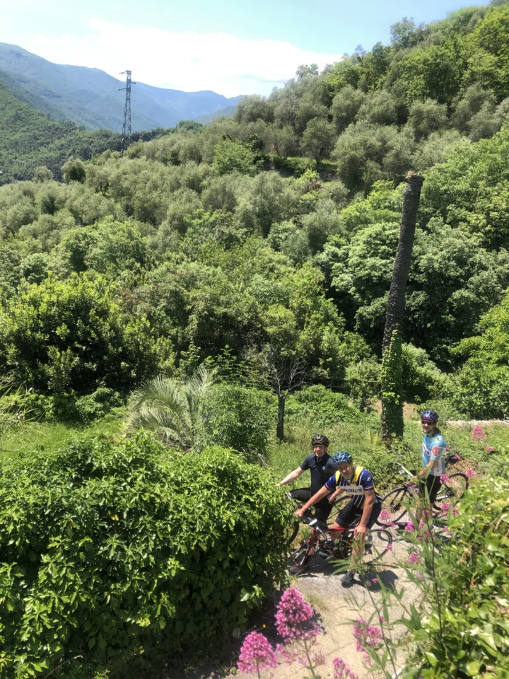 Fabian, Jens und Jonathan mit ihren Rädern auf einem Weg zwischen Olivenhainen
